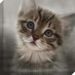 (DISC)Tabby Kitten – Canvas