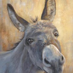 (DISC)Little Donkey